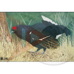 JVD Target Face - Blue Grouse